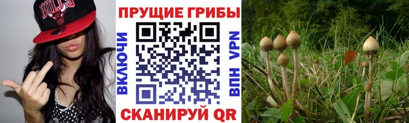 сколько стоит  Закаменск  Псилоцибиновые грибы Psilocybe 